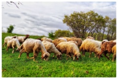 عکس‌های مرتع