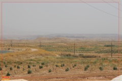 عکس‌های جنگل