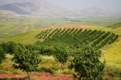 عکس‌های جنگل