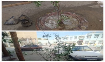 کاشت نهال در آموزش و پرورش ناحیه 5 اصفهان