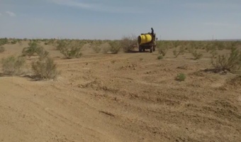 آلودگی ۶۰۰ هکتار از مراتع آران و بیدگل به آفت ملخ کوهاندار