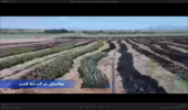 فیلم/گزارشی از روند پیشرفت اجرایی طرح مردمی کاشت یک میلیارد درخت در کشور در استان اصفهان