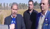 افزایش سه برابری تولید نهال در نهارستان فلاورجان
