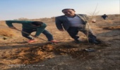 اجرای پویش درختکاری «به نام پدر» در جاده فیض آباد نوش آباد