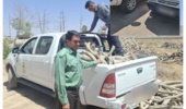 کشف ۳۰۵ کیلوگرم چوب قاچاق تاغ در خوراسگان؛ دو متهم دستگیر شدند