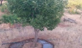 اهمیت تشتک آبخور پای درخت