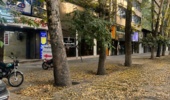 چنار؛ میراث سبز ایران، روایت ماندگاری طبیعت