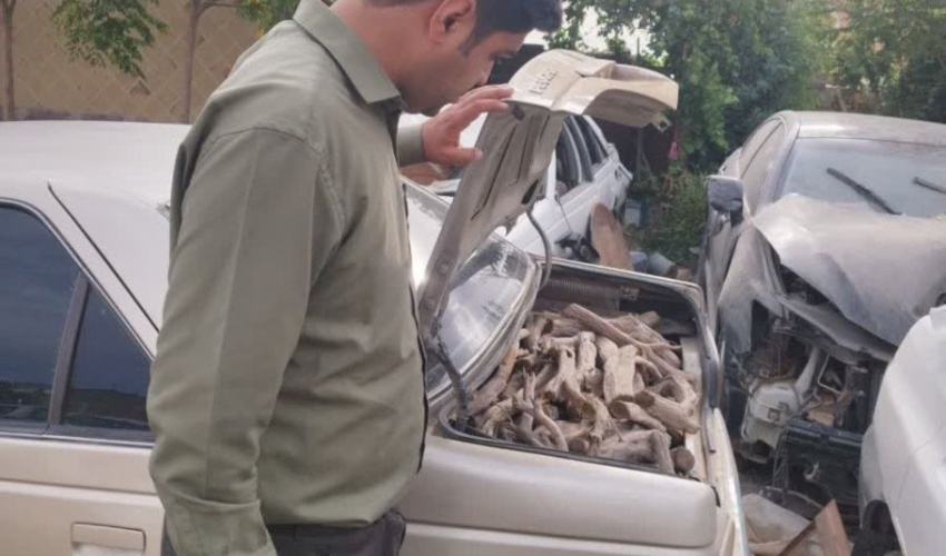 کشف و ضبط 270کیلوگرم چوب تاغ قاچاق  در نطنز