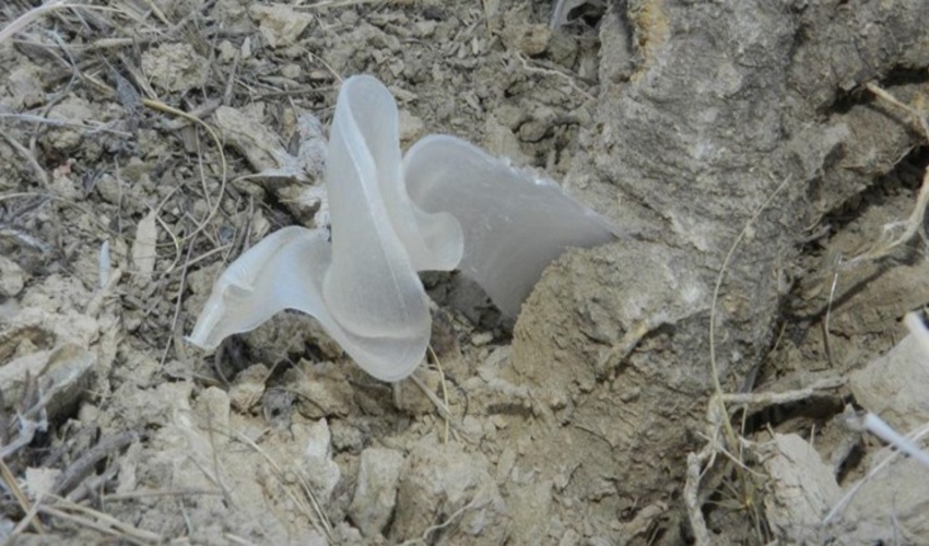 برداشت و حمل گیاهان دارویی کتیرا و آویشن در شهرضا ممنوع شد