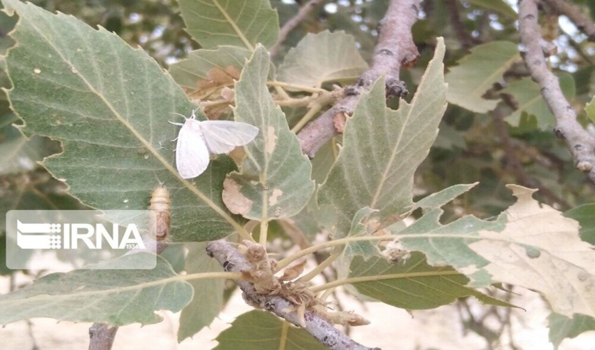 جنگل‌های بلوط استان اصفهان برای مبارزه با آفت پروانه برگ‌خوار رصد می‌شود