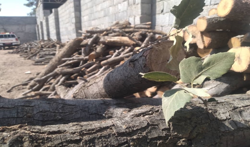 کشف ۱۰ تن چوب بلوط قاچاق دراصفهان