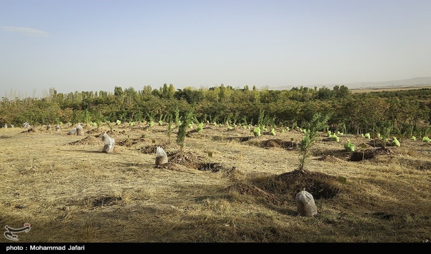  برای برون رفت از چالش های زیست محیطی نیازمند تقویت پوشش گیاهی هستیم