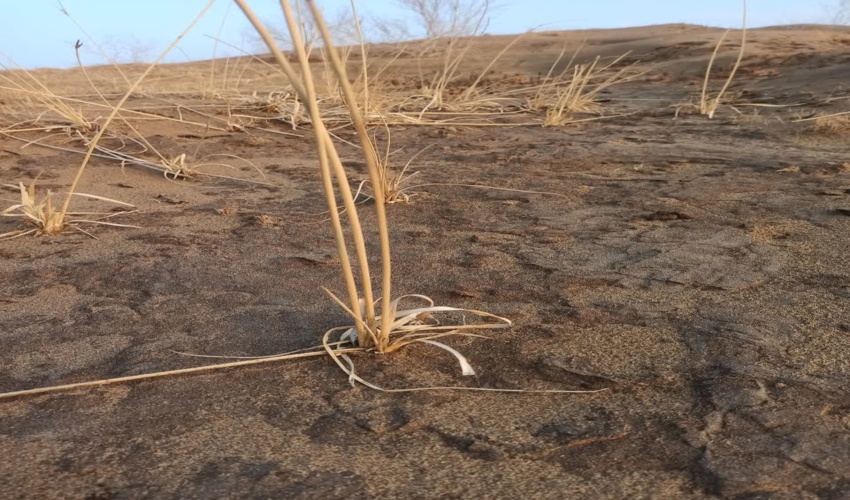 رویش گیاه کلبیت  بر روی تپه های ماسه ای تثبیت شده به وسیله مالچ نفتی