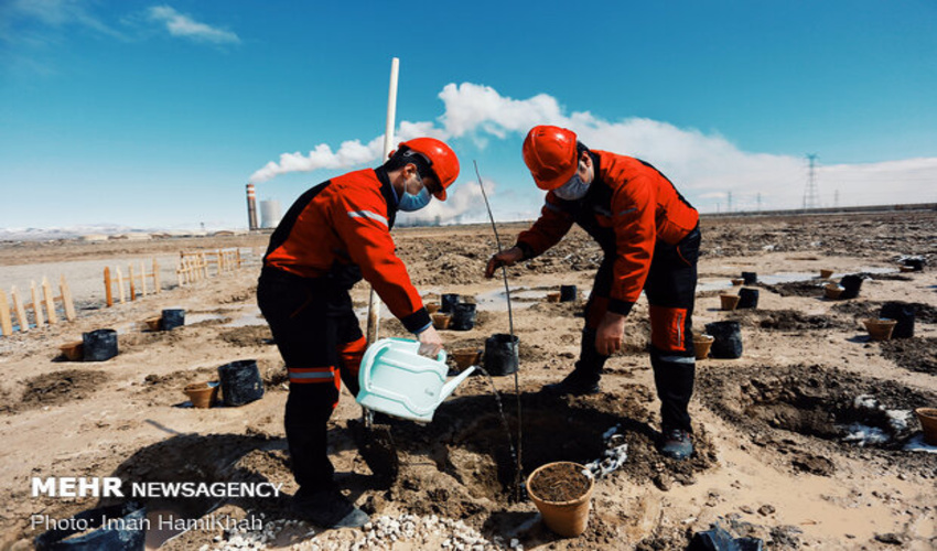 ۱.۵ میلیون اصله نهال در مبارکه کشت می‌شود 