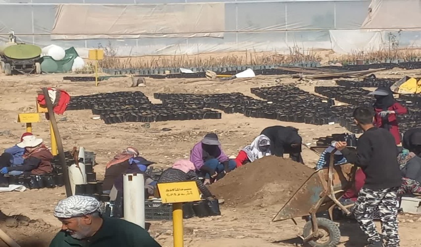 تولید و کاشت نهال در نهالستان محمود آباد و باغ رضوان توسط اتحادیه مرتعداران استان اصفهان