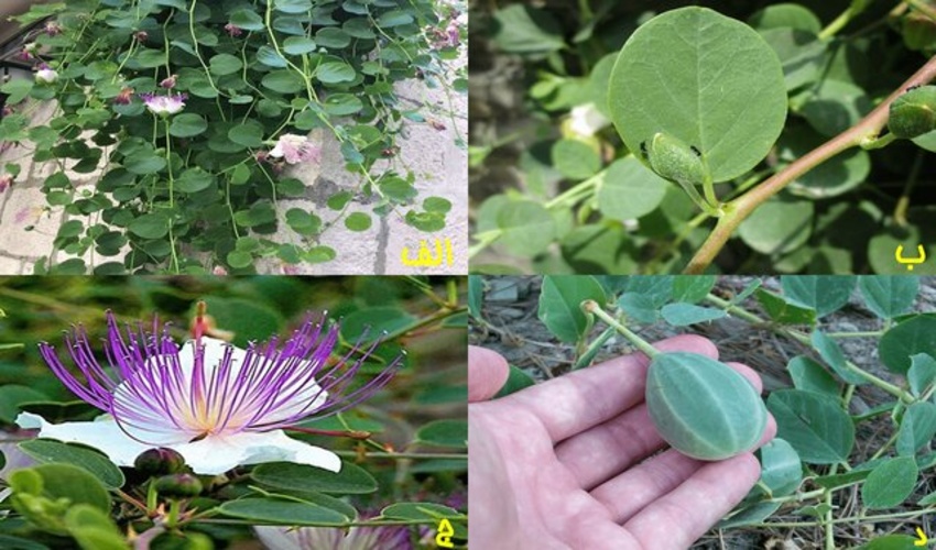 زمین‌های ملی برای کِشت «کَوَر» در کاشان اجاره داده می‌شود