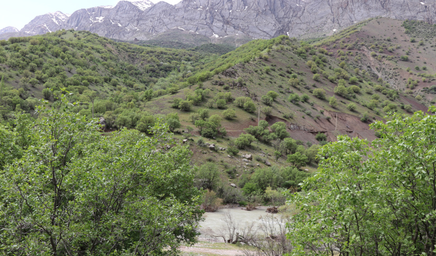 نرخ زنده‌مانی جنگل در ایران بیش از ۶۵ درصد است