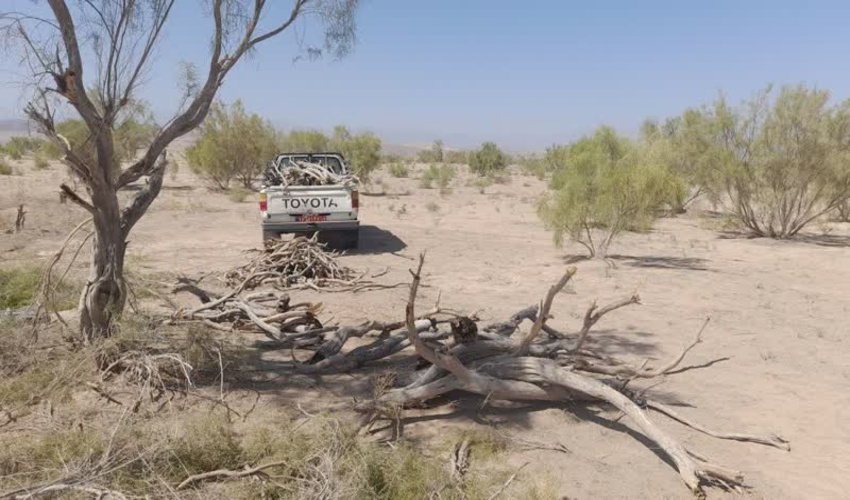 دست قاچاقچیان چوب از تاغزارهای آران وبیدگل کوتاه ماند