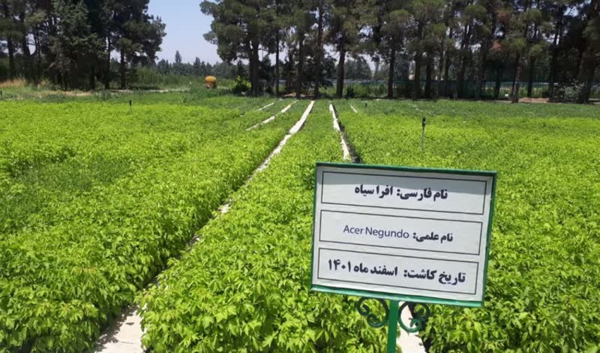بازدید رئیس اداره جنگل کاری استان و سرپرست منابع طبیعی و آران و بیدگل از از نهالستان های موفق استان البرز