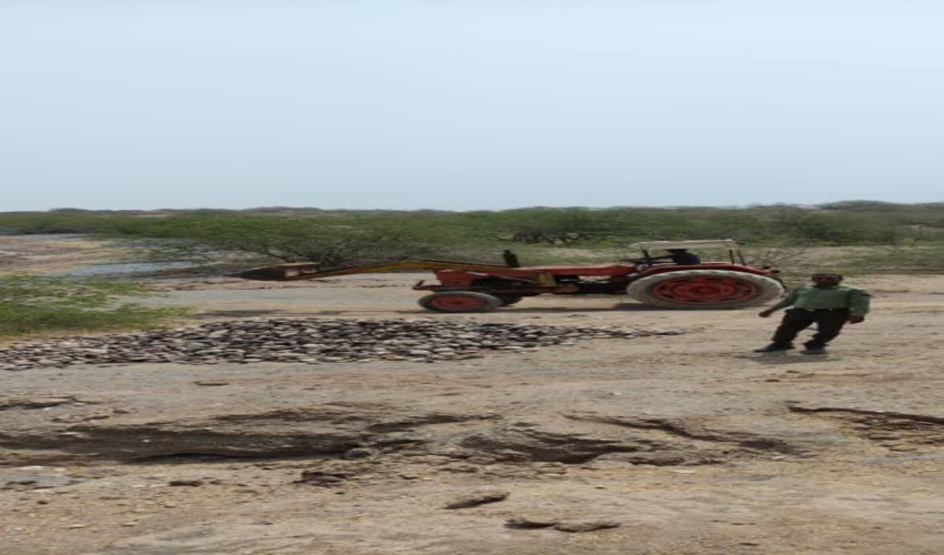 ناکامی قاچاقچیان چوب تاغ در آران و بیدگل