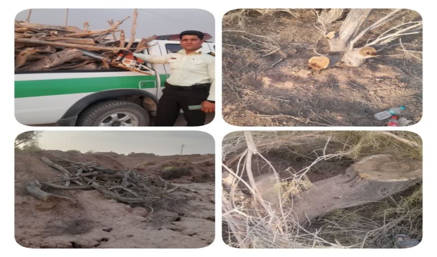 دستگیری دو متخلف حین  قطع درختان تاغ در سجزی