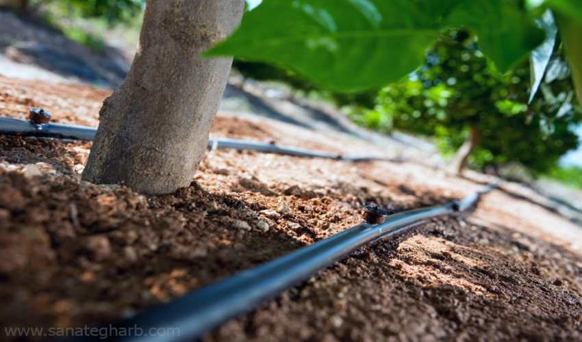 آبیاری محدود، احتمال شیوع آفات را بین  درختان اصفهان  افزایش می‌دهد