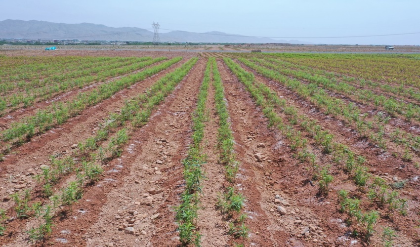 اجرای «طرح ملی کاشت یک میلیارد درخت» در اصفهان مُستلزم همکاری نهادهاست