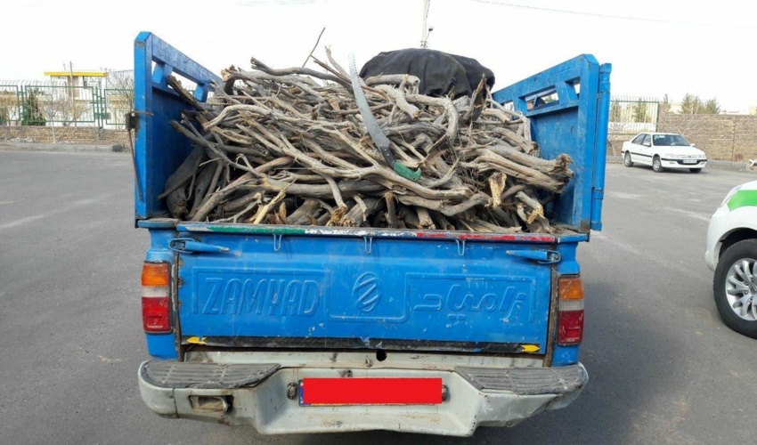 ۴۱۰ کیلوگرم چوب تاغ قاچاق در آران و بیدگل کشف شد