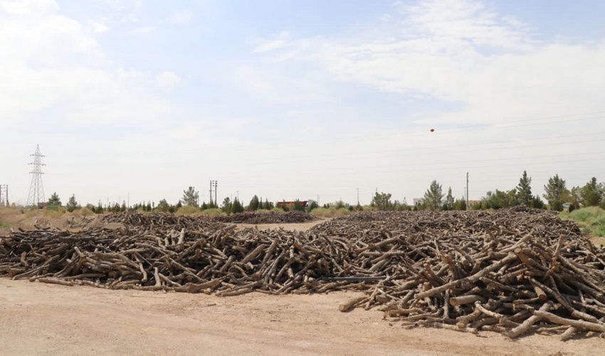 قاچاق چوب، زخم عمیقی بر جنگل‌های زاگرس