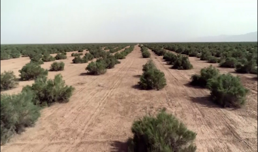 40 درصد از جنگل های دست کاشت استان در آران و بیدگل