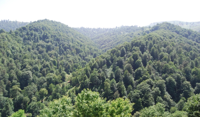 جنگل‌ها و مراتع جزو ثروت‌های ملی هستند و وقف‌ناپذیرند