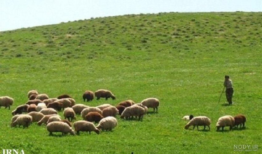 صدور پروانه چرا برای بیش از 1.5 میلیون دام مجاز