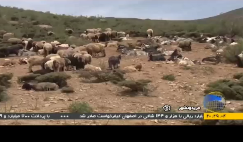 گزارش خبرگزاری صدا و سیما از اجرای عملیات احیاء مراتع شهرستان فریدونشهر