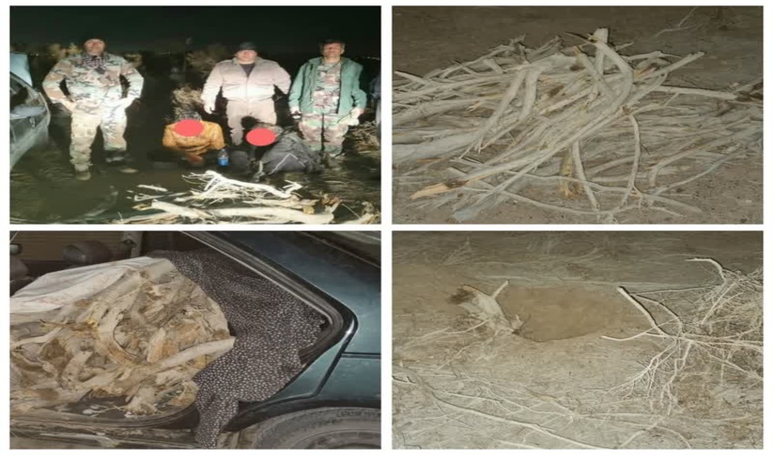 ۷۰۰ کیلوگرم چوب تاغ قاچاق در آران و بیدگل کشف شد