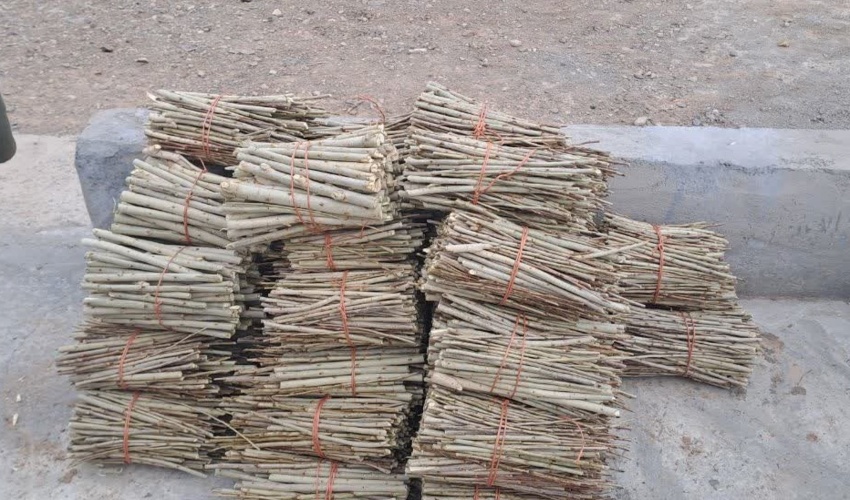 تولید 250 هزار اصله نهال صنوبر توسط شرکت به آفرین گلسار