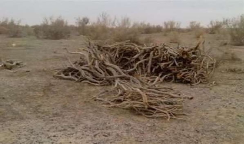 بیش از یک تن چوب تاغ قاچاق در آران وبیدگل کشف شد