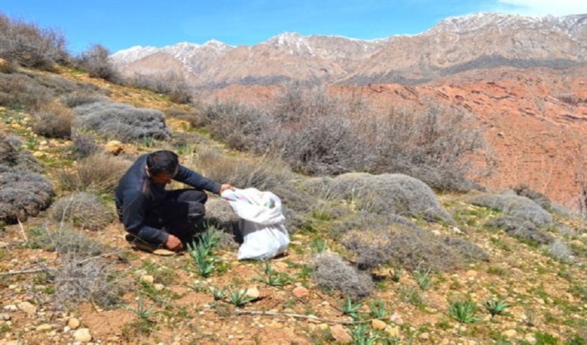مراتع مهم‌ترین و بارزش ترین ذخیره‌گاه ژنتیکی گونه‌های منحصر به‌فرد گیاهان دارویی