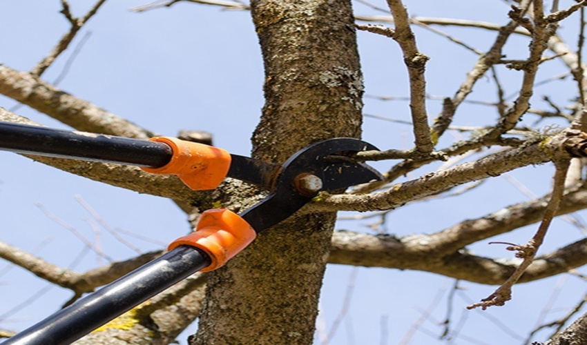 همه آنچه که در خصوص فواید هرس درختان باید بدانید
