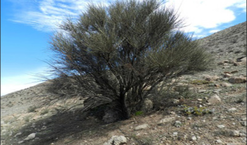 بذرهای مورد استفاده در طرح مردمی کاشت یک میلیارد درخت در کشور