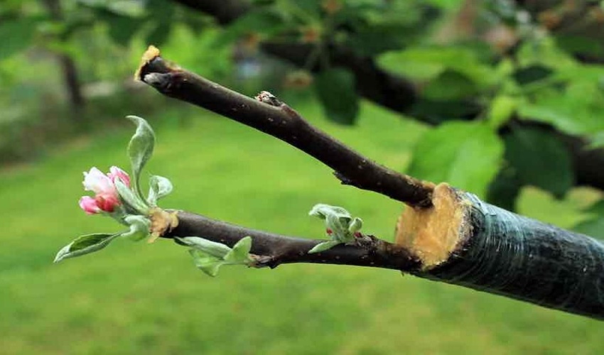 زمان مناسب پیوند درخت در اصفهان