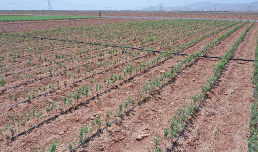 بیش از چهار میلیون اصله نهال در اصفهان تولید شد