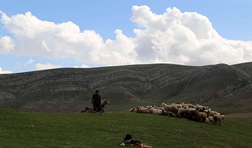 آغاز فصل چرای دام از ابتدای خرداد ماه 1403