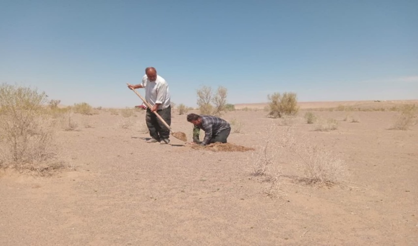 ادای دین خانواده آران و بیدگلی به طبیعت با کاشت درخت