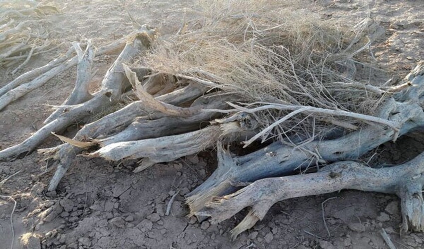 دستگیری دو نفر از قاچاقیان چوب تاغزارها در سفید شهر آران و بیدگل