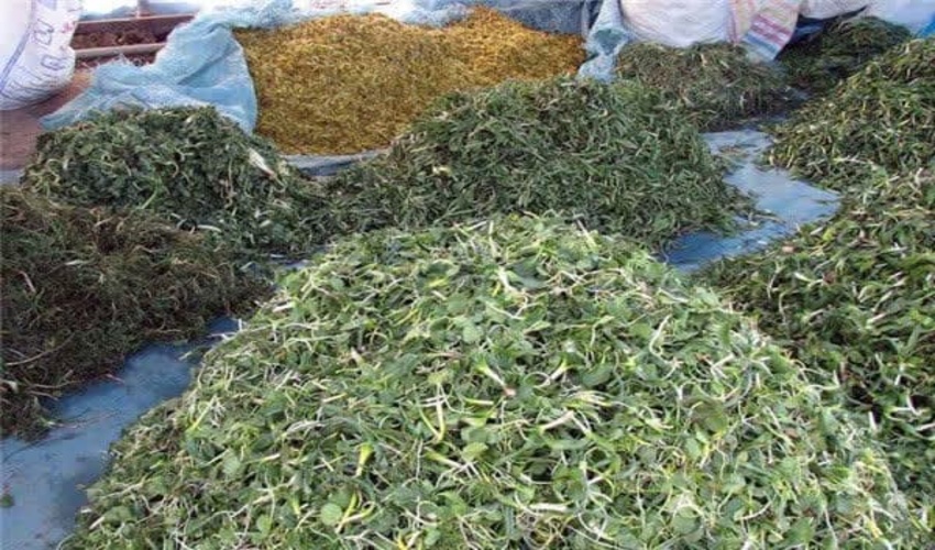 مقابله با افراد سودجو در برداشت غیرمجاز از محصولات فرعی جنگلی و مرتعی