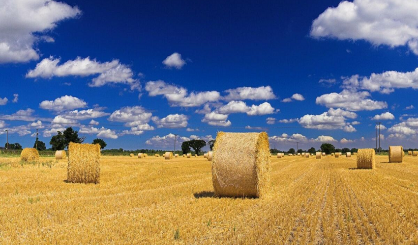 کاهش میزان تولید علوفه در مراتع کشور به دلیل کمبود بارش