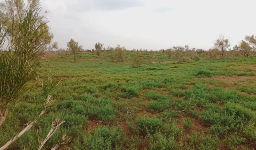 دیدن دارد/سبز شدن بیابان های آران و بیدگل!