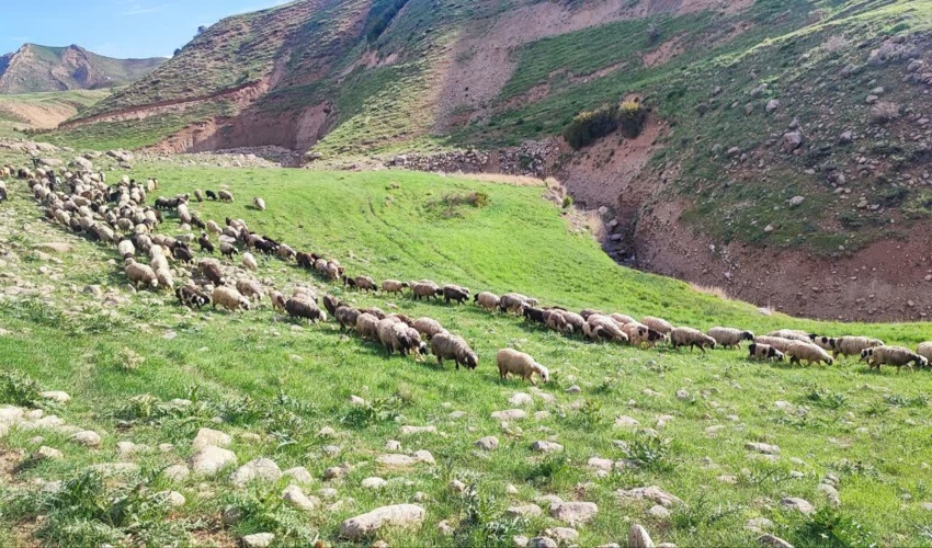 کنترل گلوگاه‌های کوچ عشایردر فریدونشهر