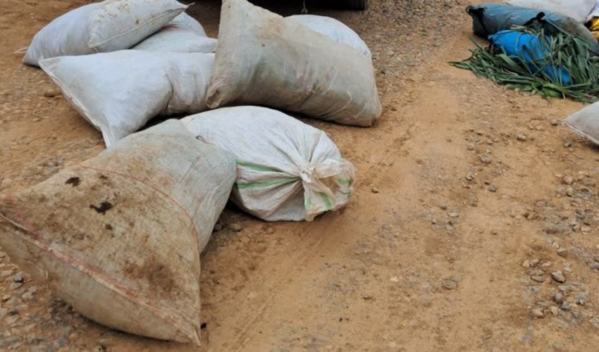 مبارزه با سودجویان متخلف و جلوگیری از برداشت گیاهان دارویی در حال انقراض