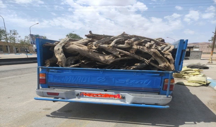 کشف نزدیک به یک تن چوب تاغ قاچاق در خور و بیابانک